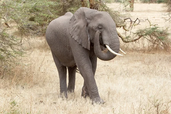 Afrikanischer Elefant (Loxodonta africana)) — Stockfoto