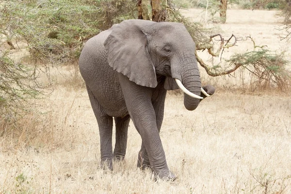 Αφρικανικός ελέφαντας (Loxodonta africana)) — Φωτογραφία Αρχείου