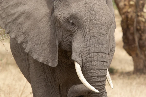 Африканский слон (Loxodonta africana) — стоковое фото