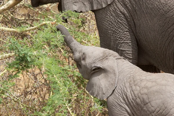 Elefante africano (Loxodonta africana) — Fotografia de Stock