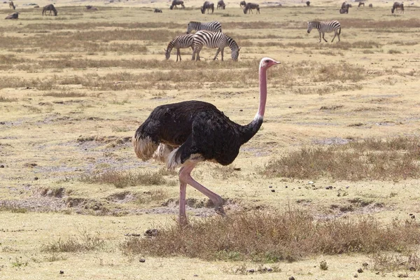 Avestruz (Struthio camelus ) — Fotografia de Stock