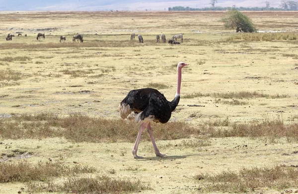 Ostrich (Struthio camelus) — Stock Photo, Image