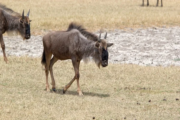 Faucon pèlerin (Connochaetes taurinus) ) — Photo