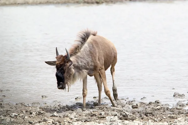 GNU (Connochaetes taurinus) — Zdjęcie stockowe