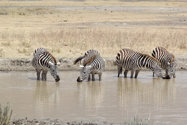 Zebra (Equus burchellii) — Stockfoto