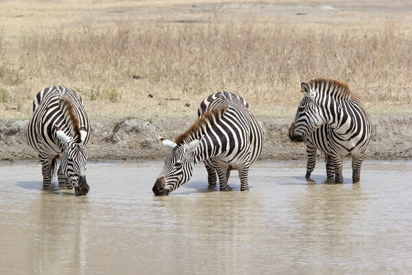 Zebras (Equus burchellii) are drinking in the water hole in the african savanna
