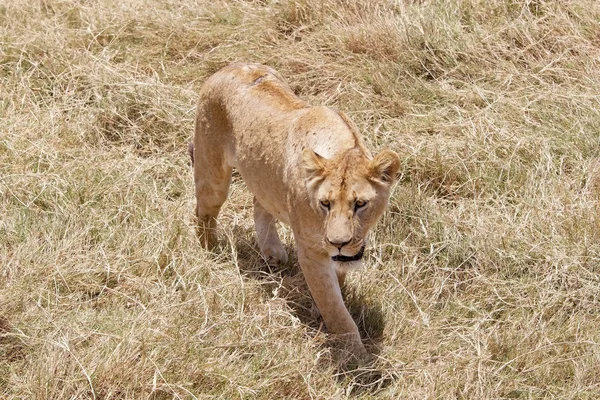 African lioness (Panthera leo) — Stock Photo, Image