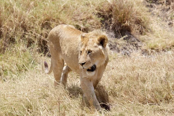 Leone africano (Panthera leo ) — Foto Stock