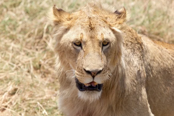 African lion (Panthera leo) — Stock Photo, Image