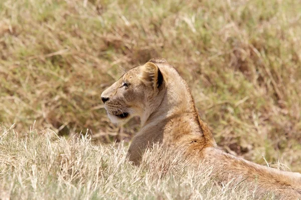 Afrikai oroszlán (Panthera leo)) — Stock Fotó