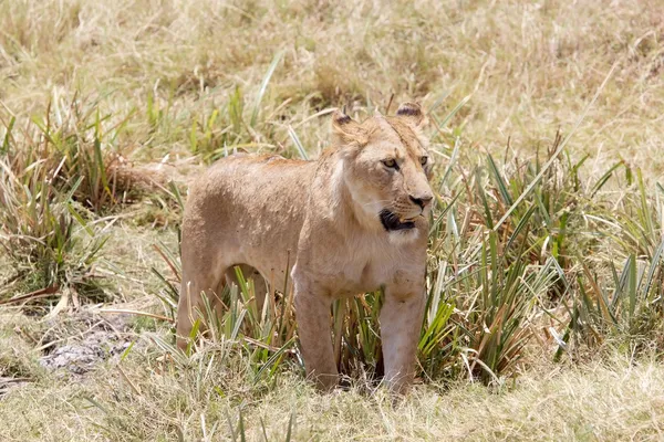 Африканский лев (Panthera leo ) — стоковое фото