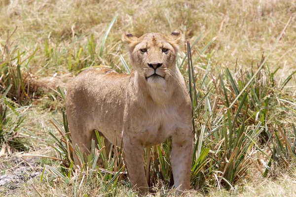 Leão africano (Panthera leo ) — Fotografia de Stock