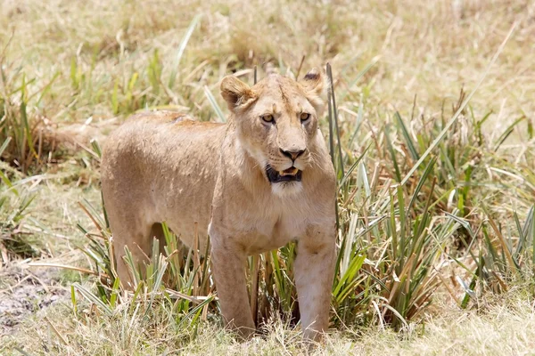 Afryki lew (Panthera leo) — Zdjęcie stockowe