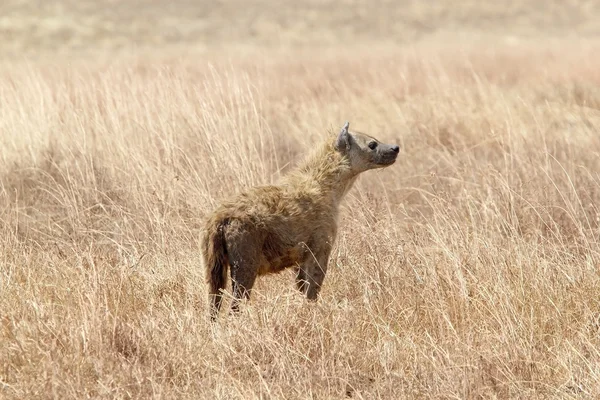 Gespot hyena (Crocuta crocuta) — Stockfoto