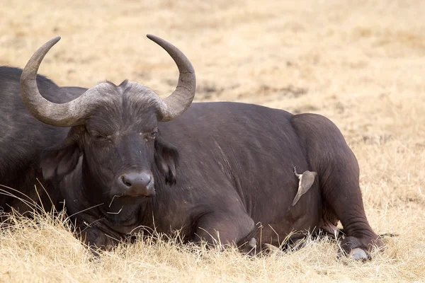 Afrikaanse buffel (Syncerus caffer)) — Stockfoto