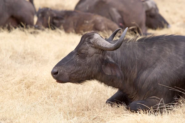 Afrikansk buffel (Syncerus caffer)) — Stockfoto