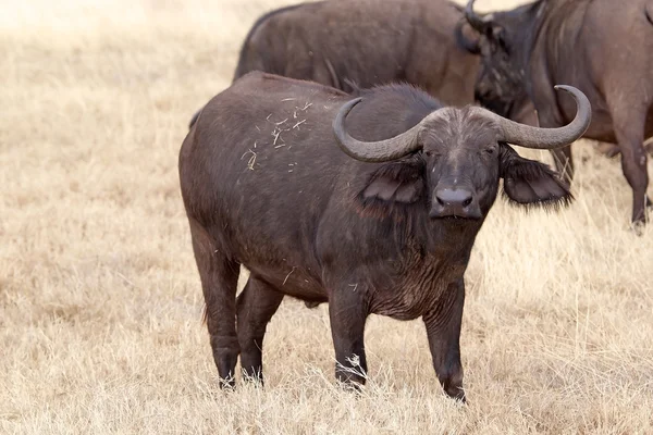 Afrikaanse buffel (Syncerus caffer)) — Stockfoto