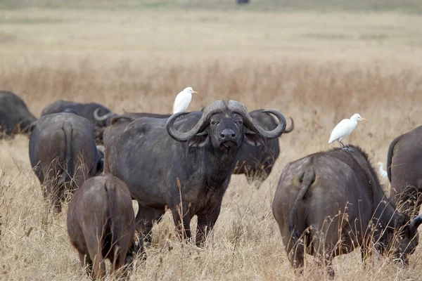 Africký buvol (Syncerus caffer) — Stock fotografie