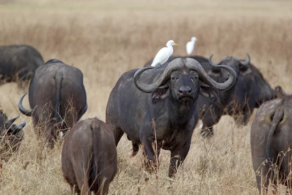 Búfalo africano (Syncerus caffer) — Fotografia de Stock