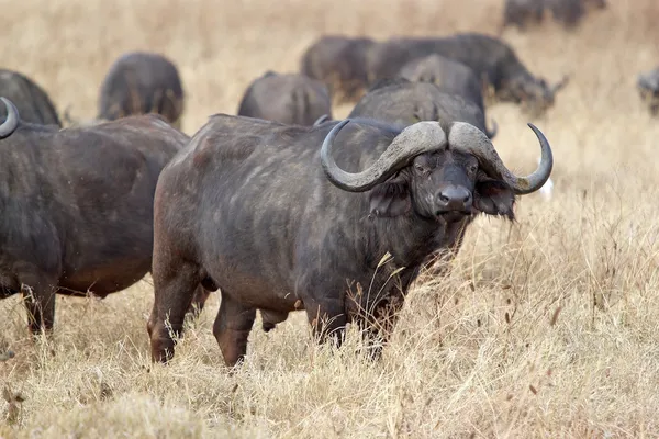 Afrikansk buffel (Syncerus caffer)) — Stockfoto