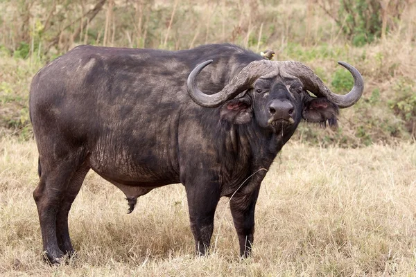 Africký buvol (Syncerus caffer) — Stock fotografie