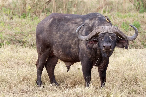 Afrikansk buffel (Syncerus caffer)) — Stockfoto