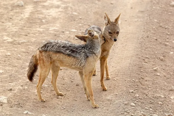 Black backed jackal (Canis mesomelas) — Stock Photo, Image