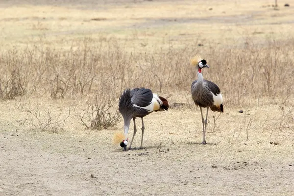 Grue couronnée grise (Balearica regulorum) — Photo