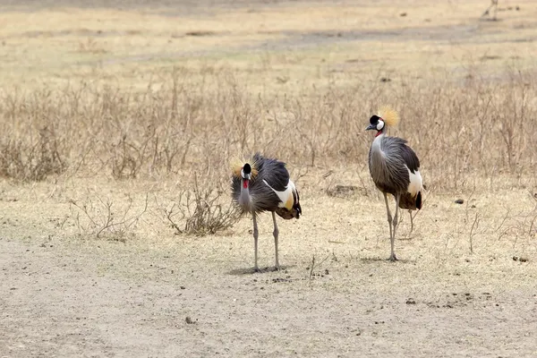 Серый коронный журавль (Balearica regulorum ) — стоковое фото