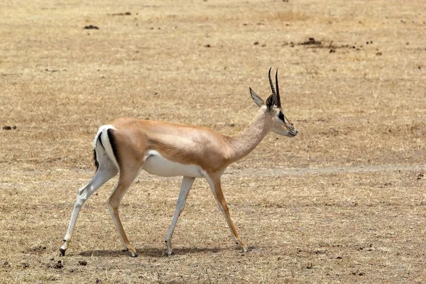 Газель Гранта (Gazella granti ) — стоковое фото