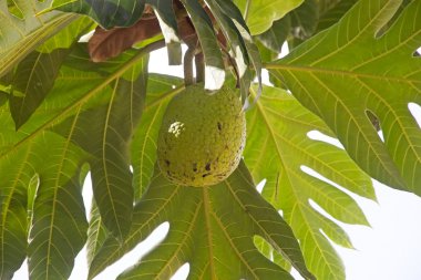 Meyveler (Artocarpus altilis)