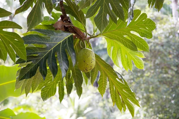 Fruits à pain (Artocarpus altilis) ) — Photo