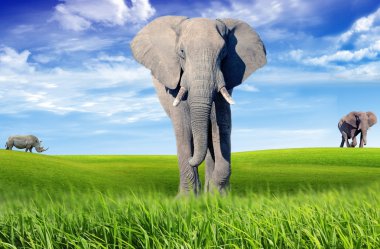Afrika savana
