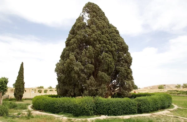 Medelhavet cypress (cupressus sempervirens) — Stockfoto