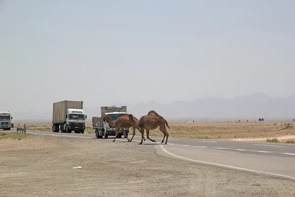 Δρομάδες καμήλα (Camelus Dromedarius) — Φωτογραφία Αρχείου