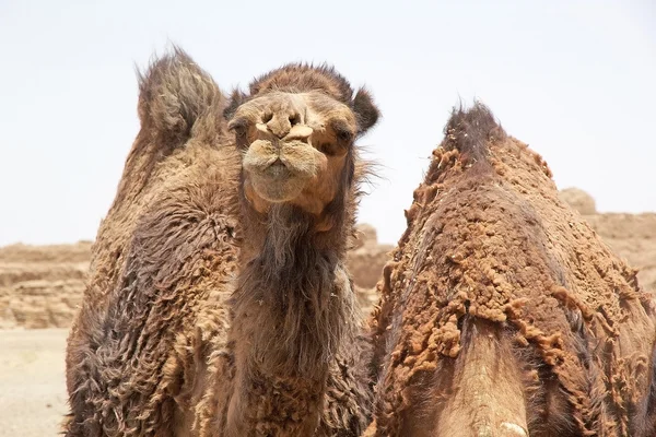 单峰骆驼 (双峰驼) — 图库照片
