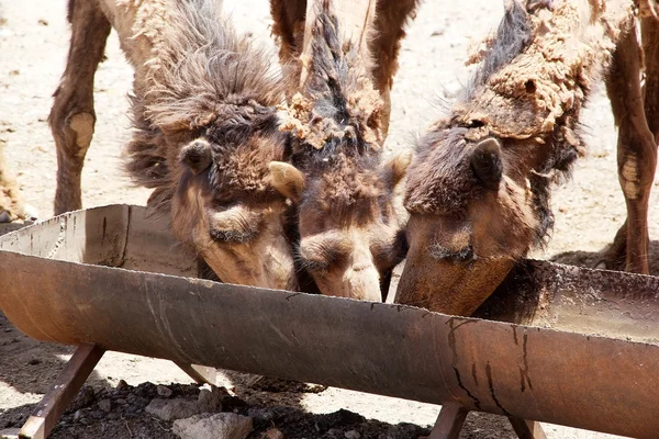 Wielbłąd dromader (Camelus dromaderka) — Zdjęcie stockowe