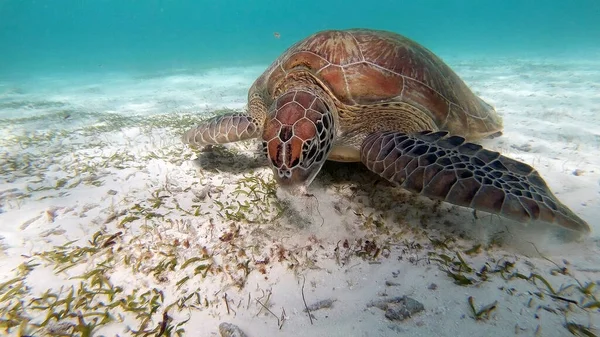 Tortuga Carey Está Nadando Comiendo Laguna Tropical Océano Índico Maldivas —  Fotos de Stock