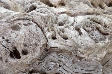 Eski bir zeytin ağacının yüzeyi