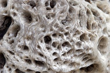 Eski bir zeytin ağacının yüzeyi