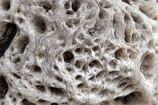 Eski bir zeytin ağacının yüzeyi