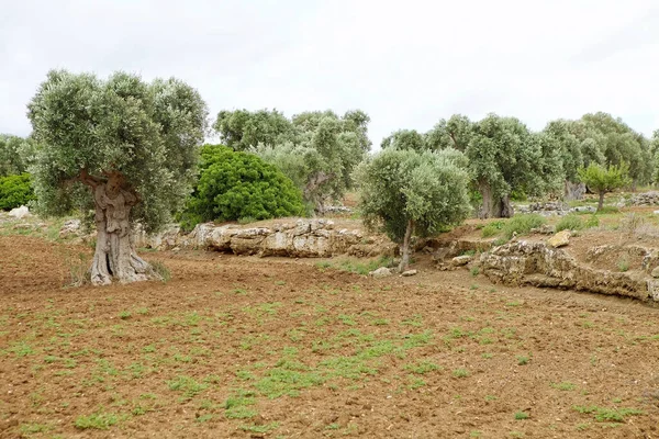 Olívabogyó Egnaziában Messapii Ősi Városában Egnazia Apulia Középkori Püspökség Volt — Stock Fotó