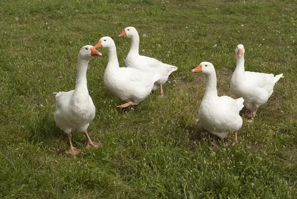 Interesting flock of white geese — Stock Photo, Image