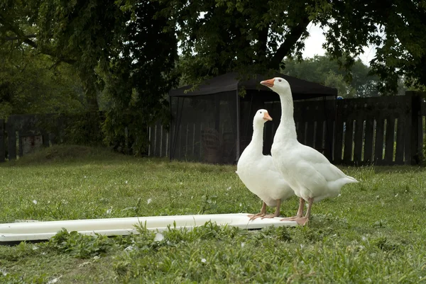 Small flock of white geese — Stock Photo, Image
