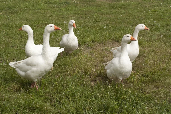 Beauteous flock of white geese — Stock Photo, Image