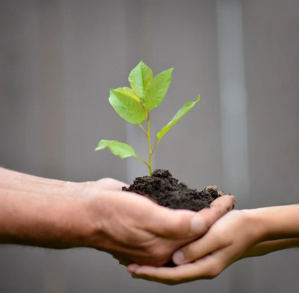 Care of nature — Stock Photo, Image