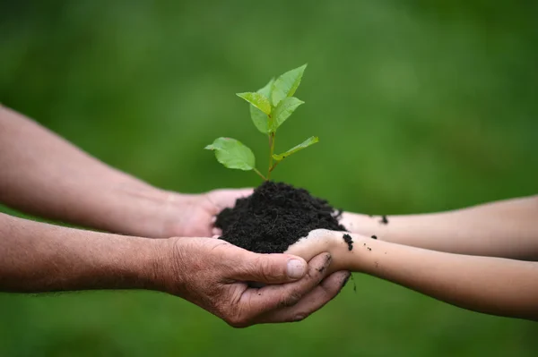 El cuidado de la naturaleza —  Fotos de Stock