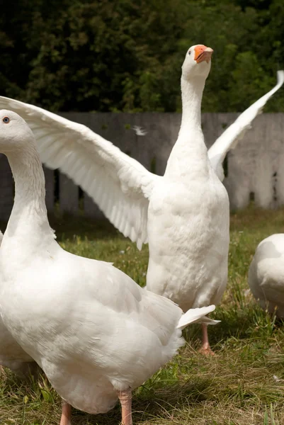 Lovely flock of white geese — Stock Photo, Image