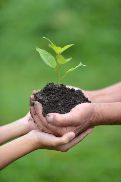 Cura della natura — Foto Stock