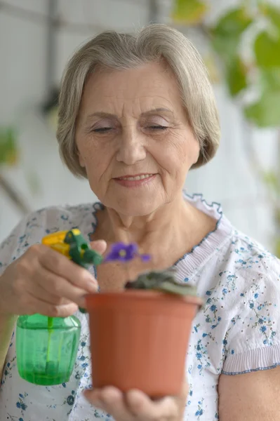 Seniorin gießt Pflanze — Stockfoto